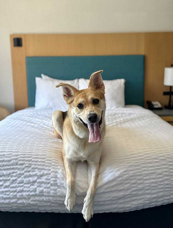 PET FRIENDLY ROOMS